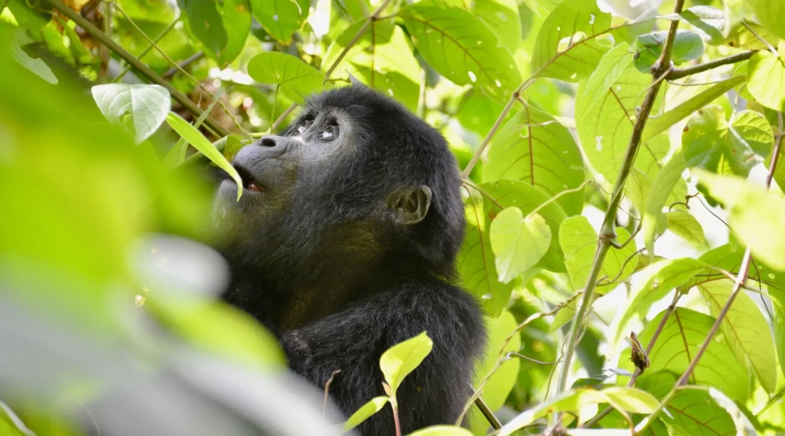 Entebbe to Ruhija Gorilla Trekking Experience