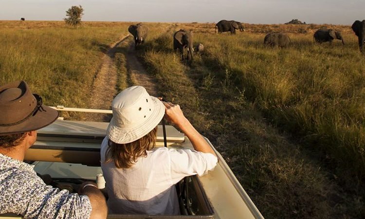Gorilla Trekking with Chimpanzee Safari Uganda wildlife adventure