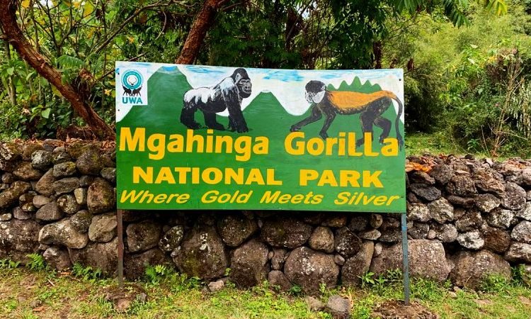Mgahinga Gorilla National Park gorilla trekking Uganda