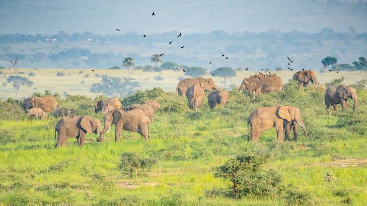 Game Drive Safari in Uganda