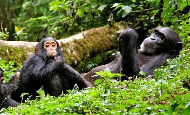 Chimpanzee Trekking Safari in Uganda