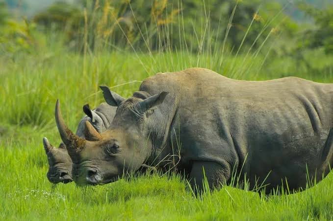 safari activities in Uganda