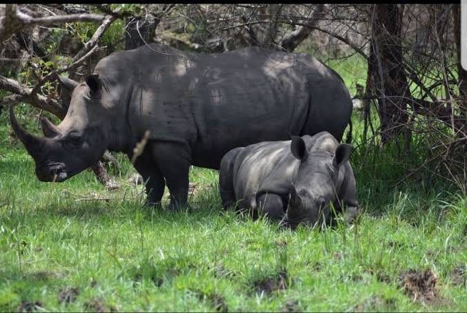 safari activities in Uganda