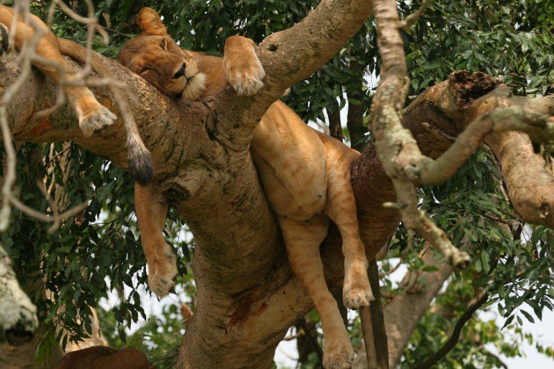 Game Drive Safari in Uganda