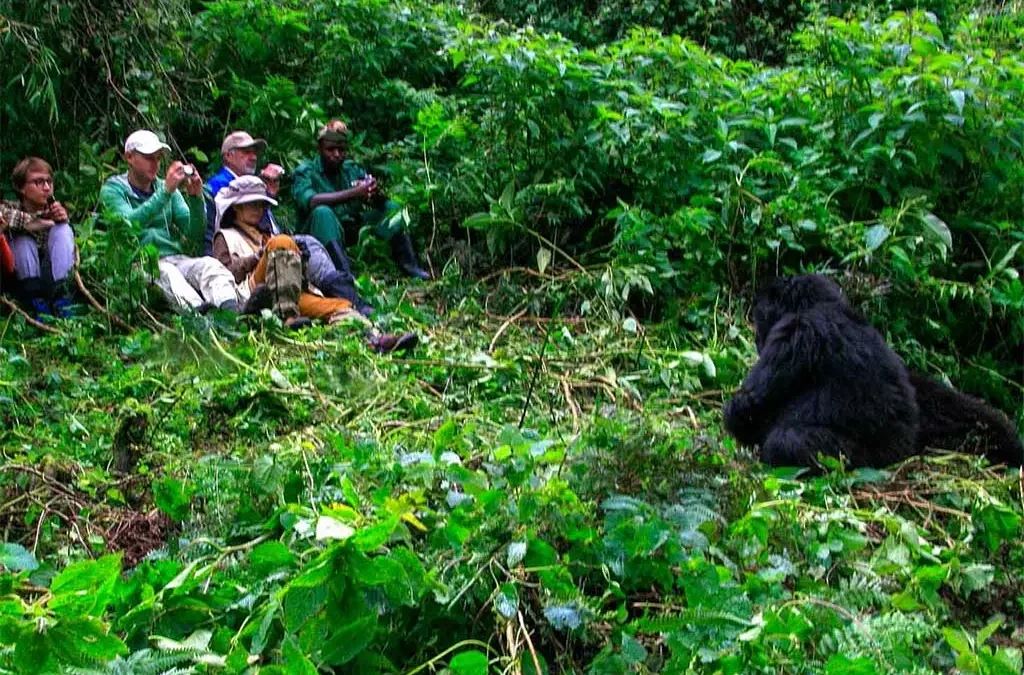Bwindi Impenetrable Forest gorilla trekking Uganda