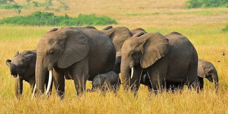 Entebbe to Buhoma Gorilla Trekking