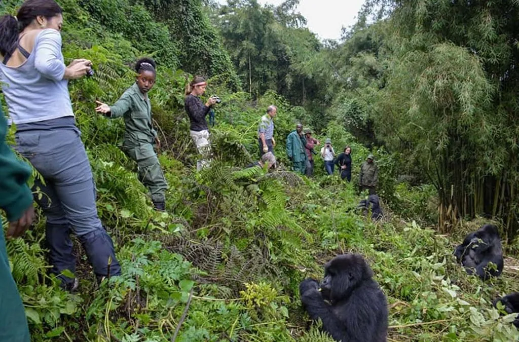 Family gorilla trekking experience in Uganda