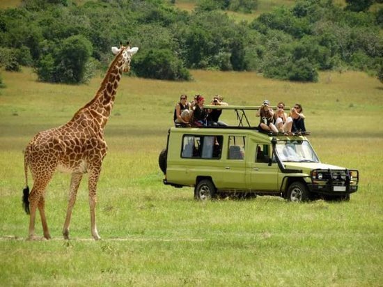 Uganda Game Drives Combined with Gorilla Trekking in Mgahinga