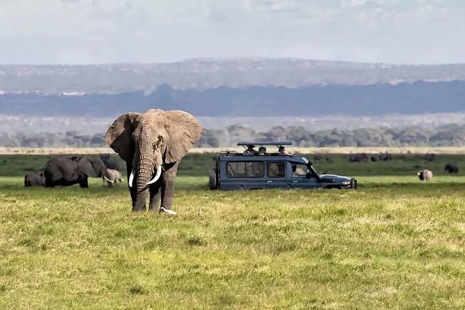 safari activities in Uganda