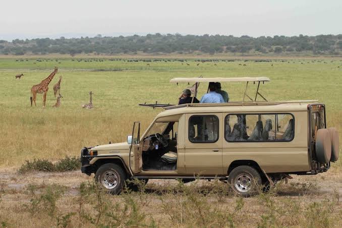 Chimpanzee Trekking Safari in Uganda