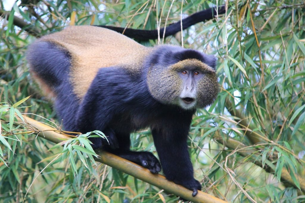 Golden Monkey Tracking in Uganda