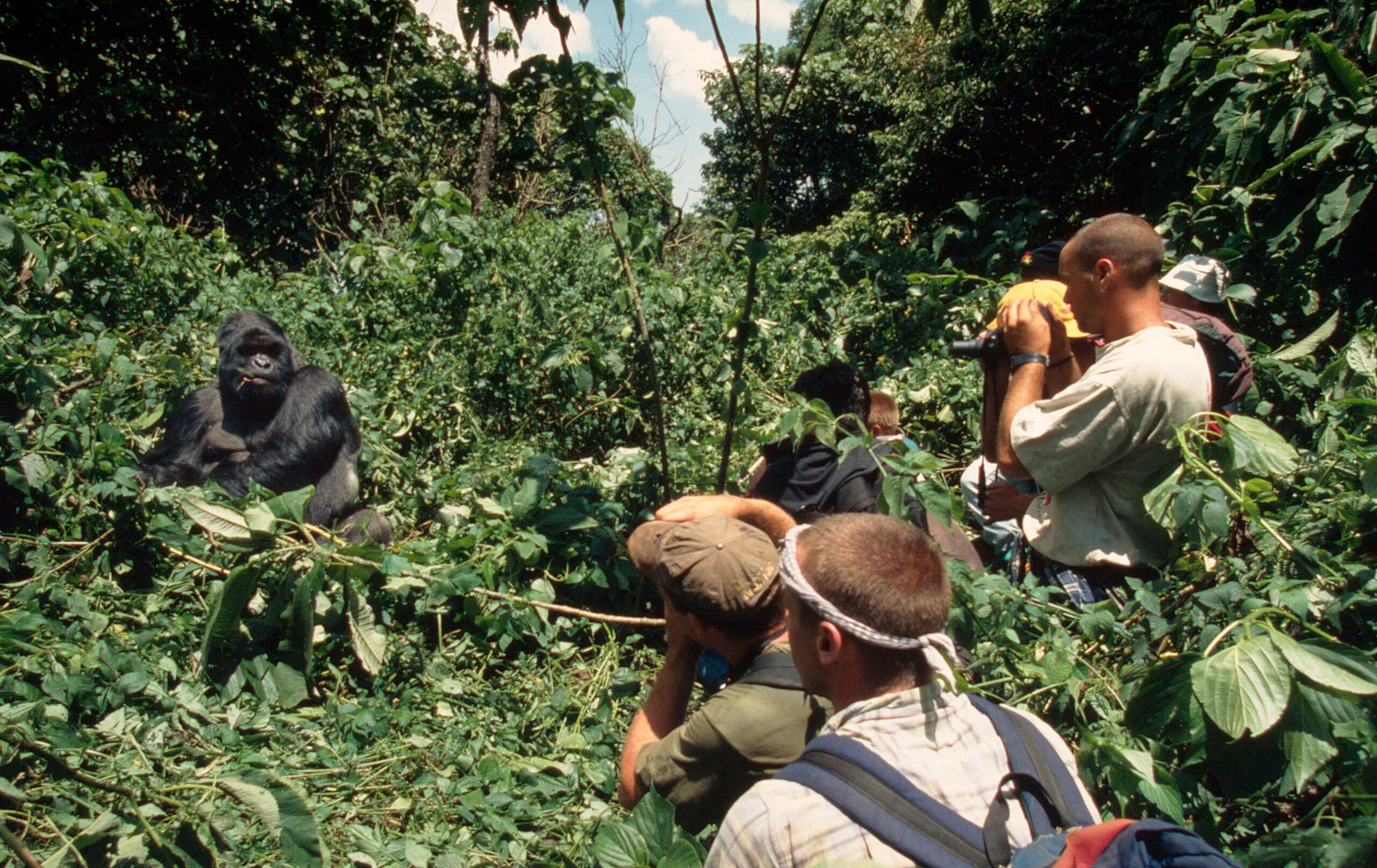 3 Day Group Gorilla Trekking in Bwindi Safari