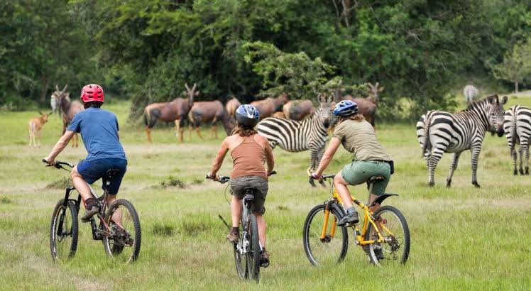 Uganda Family Gorilla Safari combined with Lake Mburo wildlife experience
