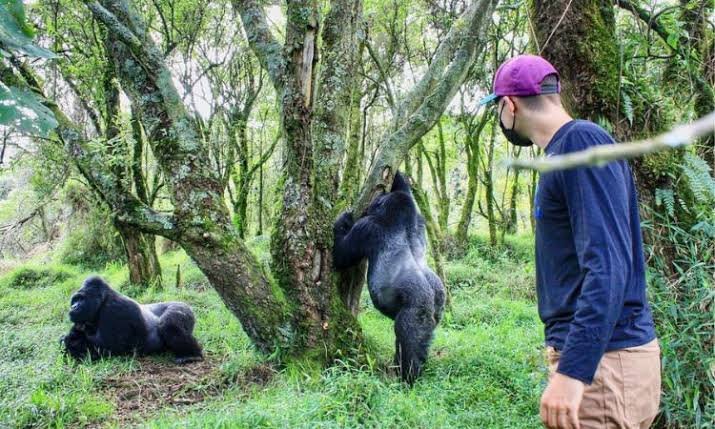 Gorilla Trekking for Photographers in Uganda