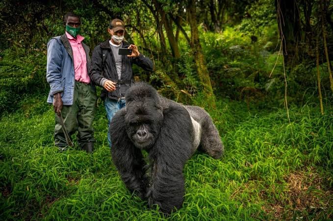 Gorilla Trekking for Photographers in Uganda