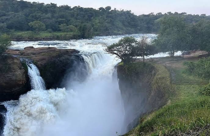Gorilla Trekking with Chimpanzee Safari Uganda Murchison Falls safari