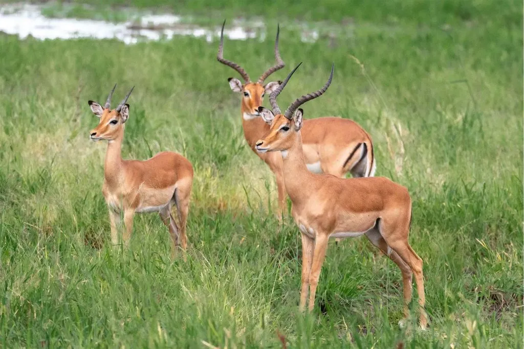 Game Drive Safari in Uganda