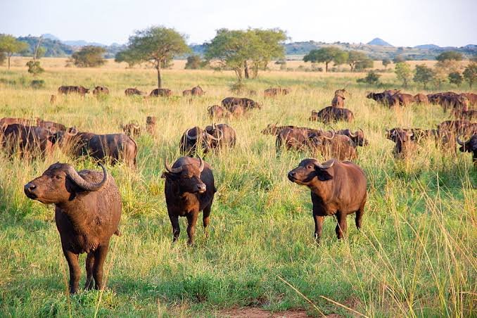 Game Drive Safari in Uganda