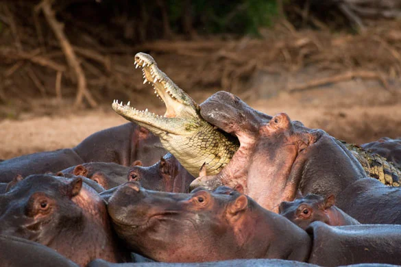 Uganda Wildlife Safari with hippos and crocodiles