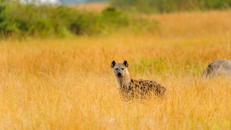 Game Drive Safari in Uganda