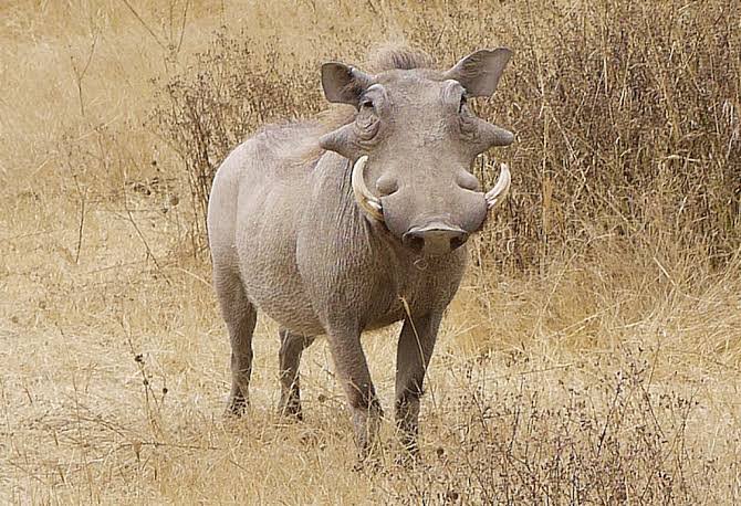 Game Drive Safari in Uganda