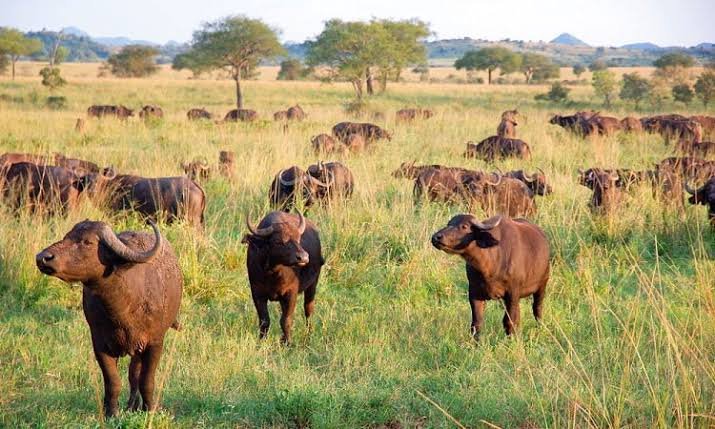 Uganda Wildlife Safari with African buffalo
