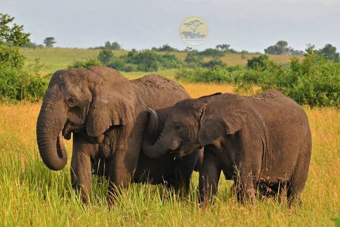 Uganda Wildlife Safari with elephants
