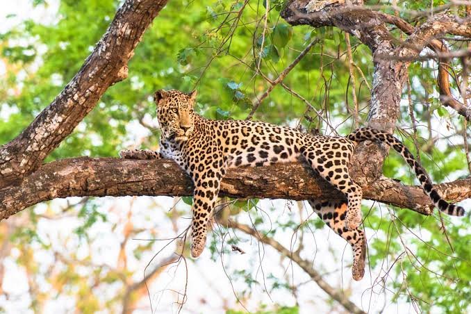 Game Drive Safari in Uganda