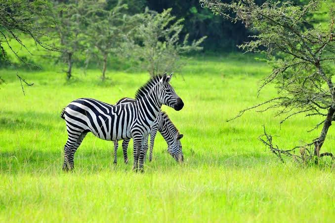 Game Drive Safari in Uganda