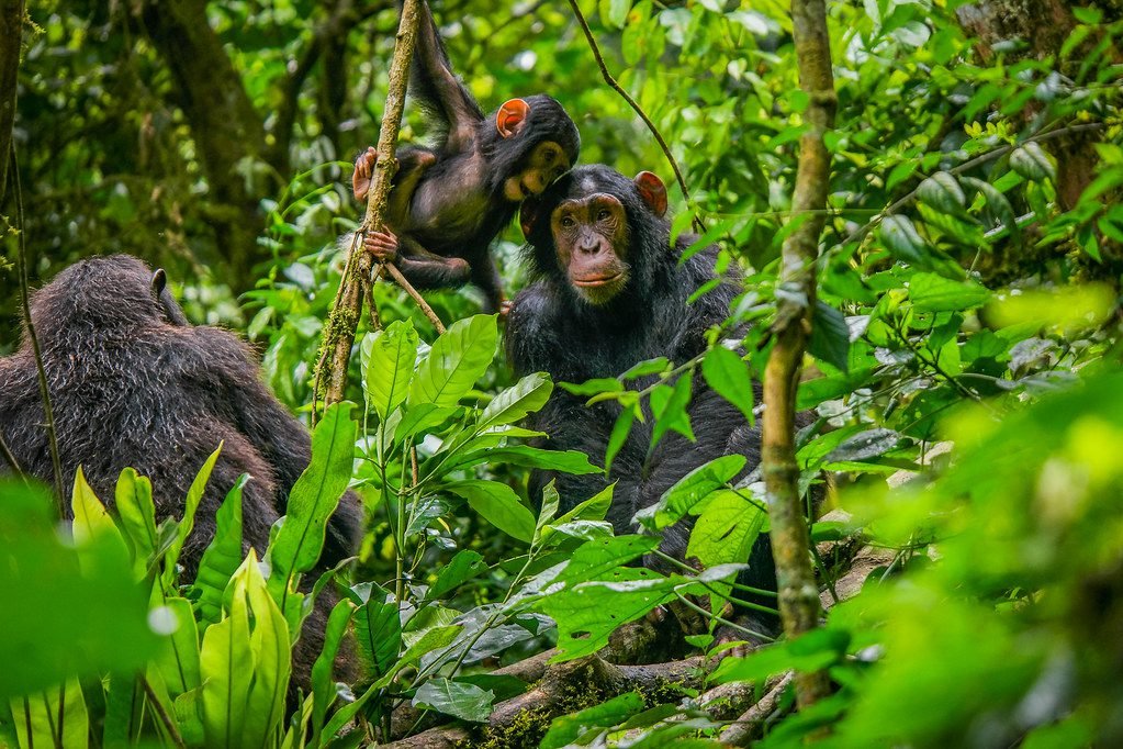 5 Days Gorilla Habituation and Chimpanzee Tracking Safari Uganda