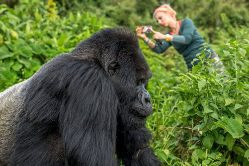 3 Day Uganda Gorilla Trekking Safari Gorilla Experience