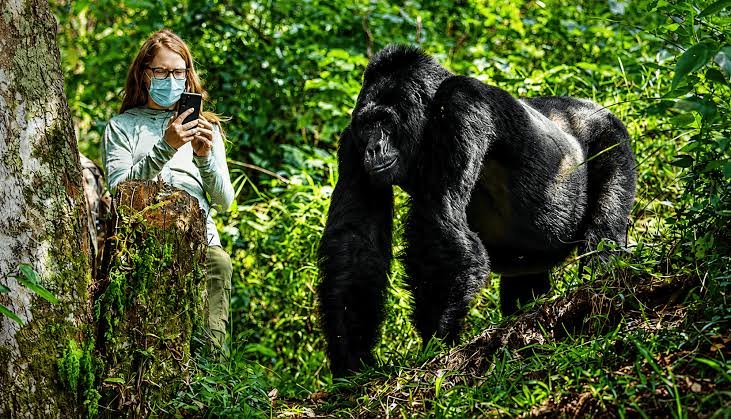 Bwindi Gorilla Trekking Experience