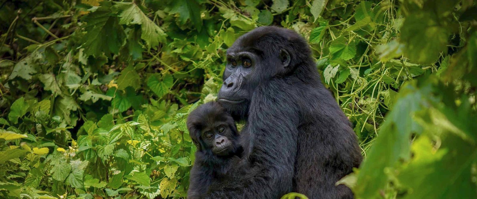Gorilla safari in Bwindi Impenetrable National Park Uganda