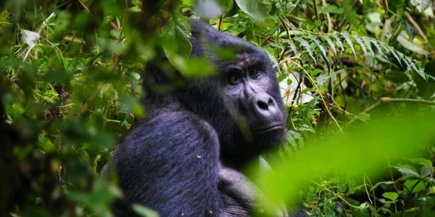 Bwindi Impenetrable Forest Gorilla Trekking Safari