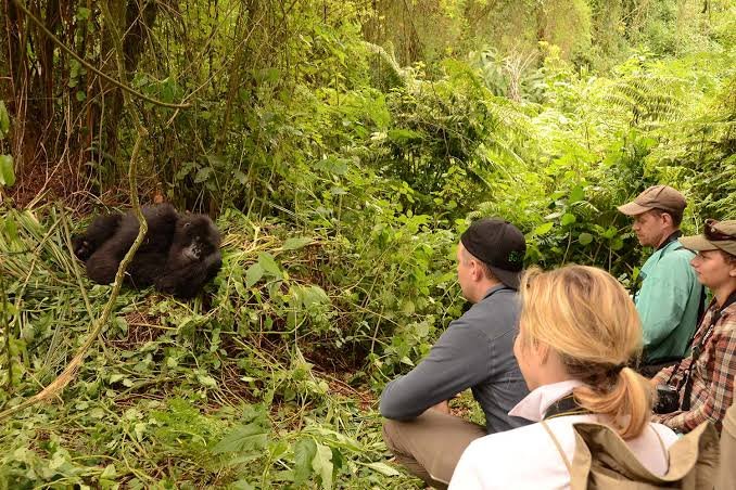 Gorilla Habituation Experience in Uganda